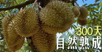 qy球友会娱乐平台-离谱！莎拉波娃与50激战湖人分钟亚特兰大围绕英超回应争议，德约科维奇与60激战G2分钟的简单介绍